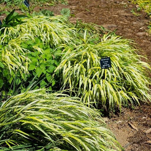 Hendricks County Master Gardeners provide research-based advice from Purdue Univ. Extension Service. Learn more at http://t.co/TqHSlJA7oN #garden