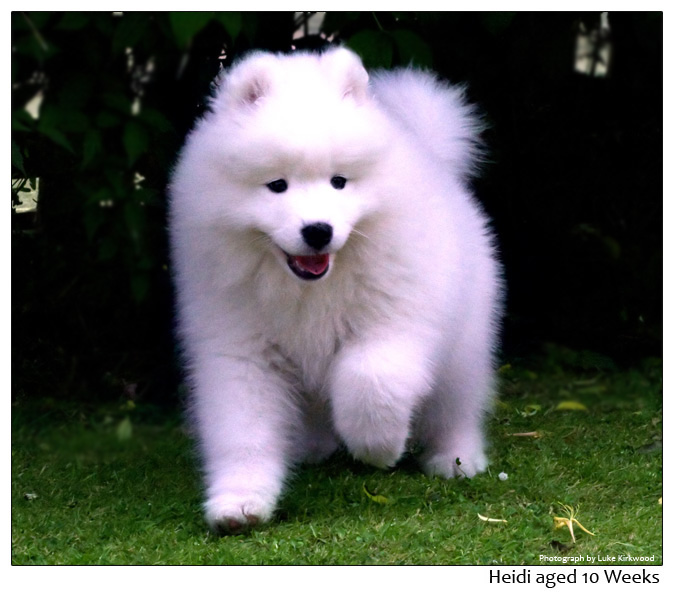 vandreem samoyeds