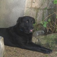 Susana Bosch (@boschdiego) 's Twitter Profile