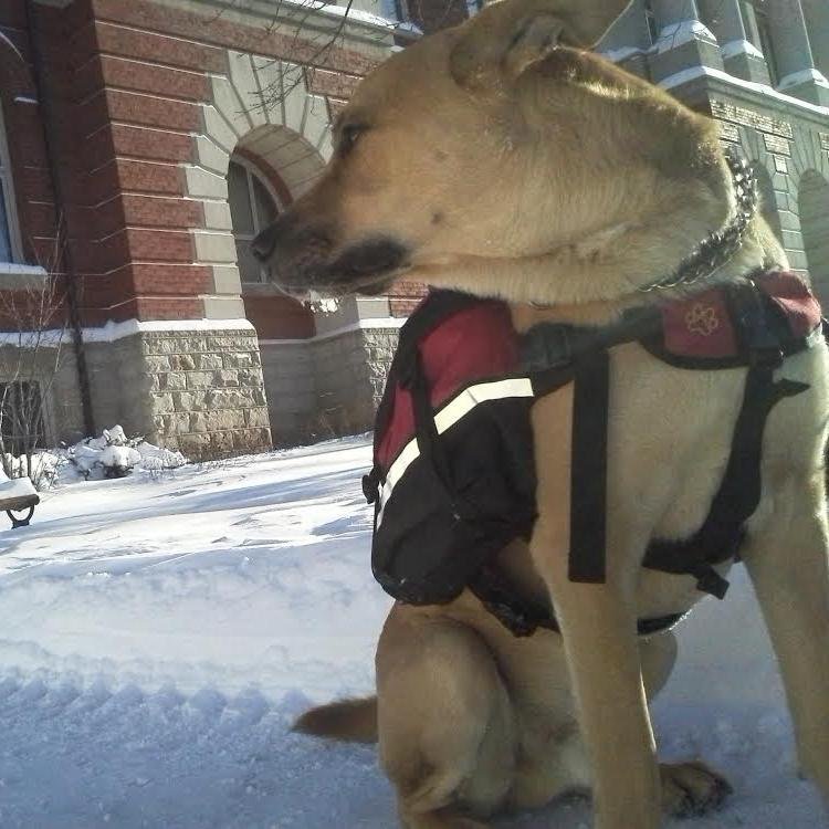 TheDangerDingo Profile Picture