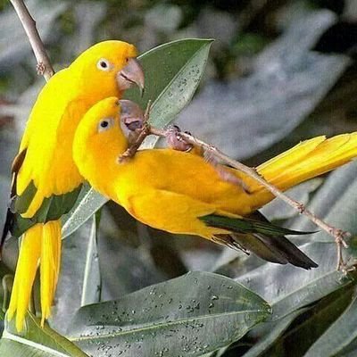 salim0091's profile picture. haii