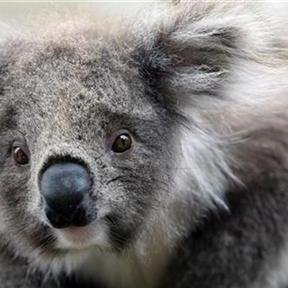 KoalaCao's profile picture. 