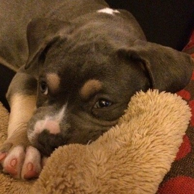 Twitter dedicado a esta espectacular raza de perro