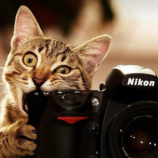 chickenhen1's profile picture. 