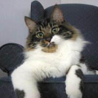 Dunkin Cat (@dunkin_the_cat) 's Twitter Profile