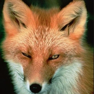 GusTheFox Profile Picture