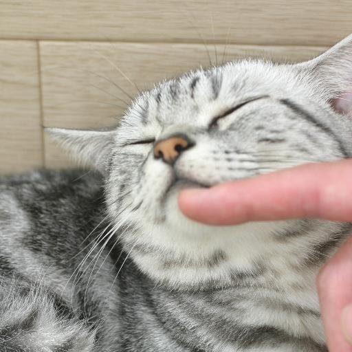 猫が大好きです。特に太めの猫が超好きです。プロフィールの写真は我が家の猫の写真ではありませんが、猫好きのかた。日々のにゃんライフをつぶやきましょう。無料で1万フォロワーと毎月1万円毎月1万円の副収入が入るツイッターツールをプレゼントしています。よかったら下記からどうぞ↓↓↓