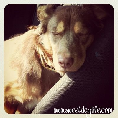 Owner of Sweet. Dog. Life. I'm a geek at heart and dog mom to 6 fur kids. I blog about our adventures, pet & human products, recommendations, DIY's & much more!