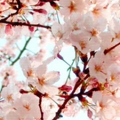 弦楽器の音色が大好き！20↑