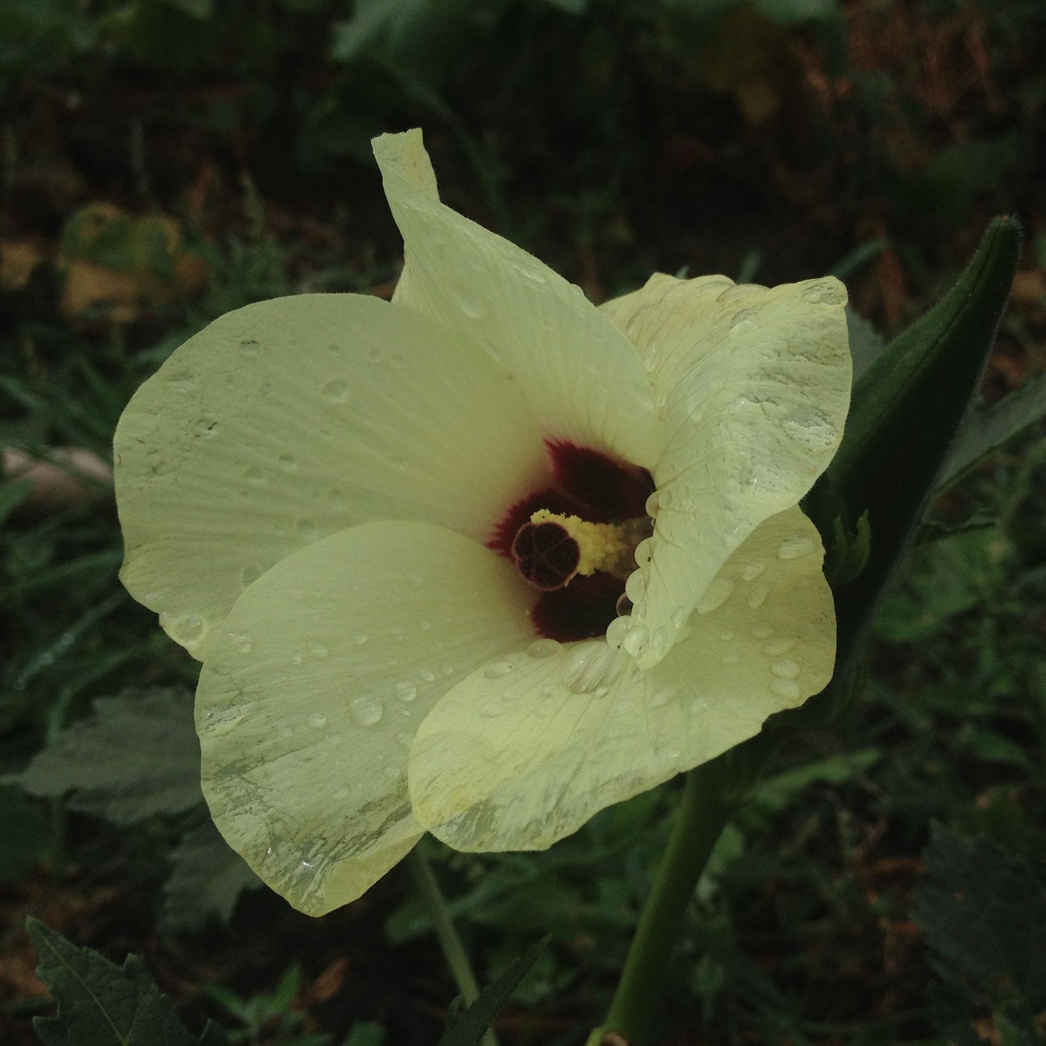 A native nut, herb and medicinal plant farm following permaculture and First Nation's farming traditions.