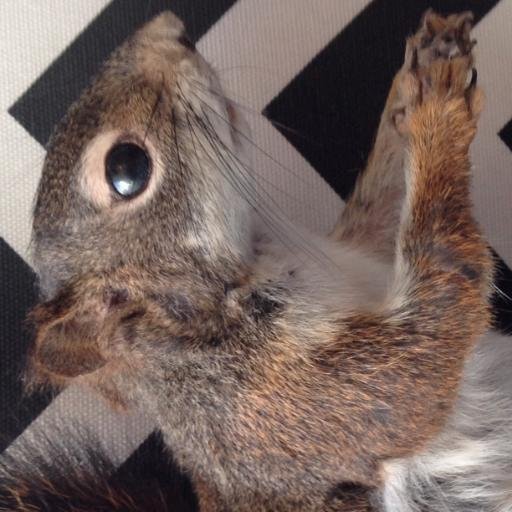 shippyacornson's profile picture. 