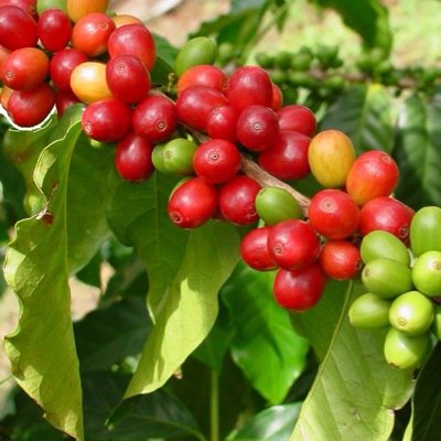 cheng_dex's profile picture. 