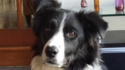 PIPINO