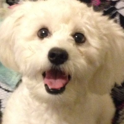 jader_jerico's profile picture. Thats my fucking dog what do u think
.