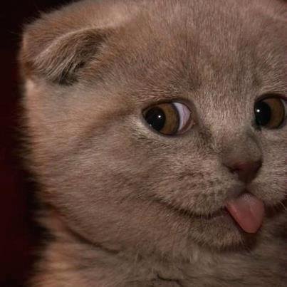 RapidoyCoquet's profile picture. 