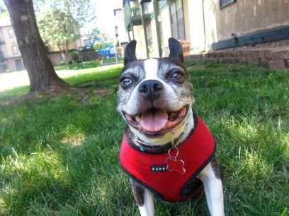 In memory of this little guy who changed our lives 10 years ago. 
Rosco was the best friend anyone could ever ask for. 2002-2016.
I can't wait to see him again.