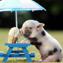 Marius Stander - @marcel7205174 - Twitter