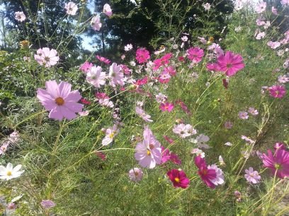 ironlady7567's profile picture. 대한민국의 젊은 보수