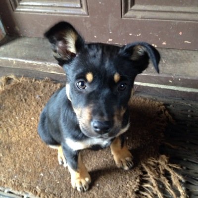 Sheep Central editor, occasional shepherd, farmers' son and Kelpie fan, ballad and bird lover. Likes feedback and news tips 0459 956 760, terry@sheepcentral.com
