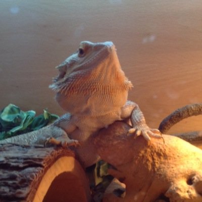 hollyspeight8's profile picture. 