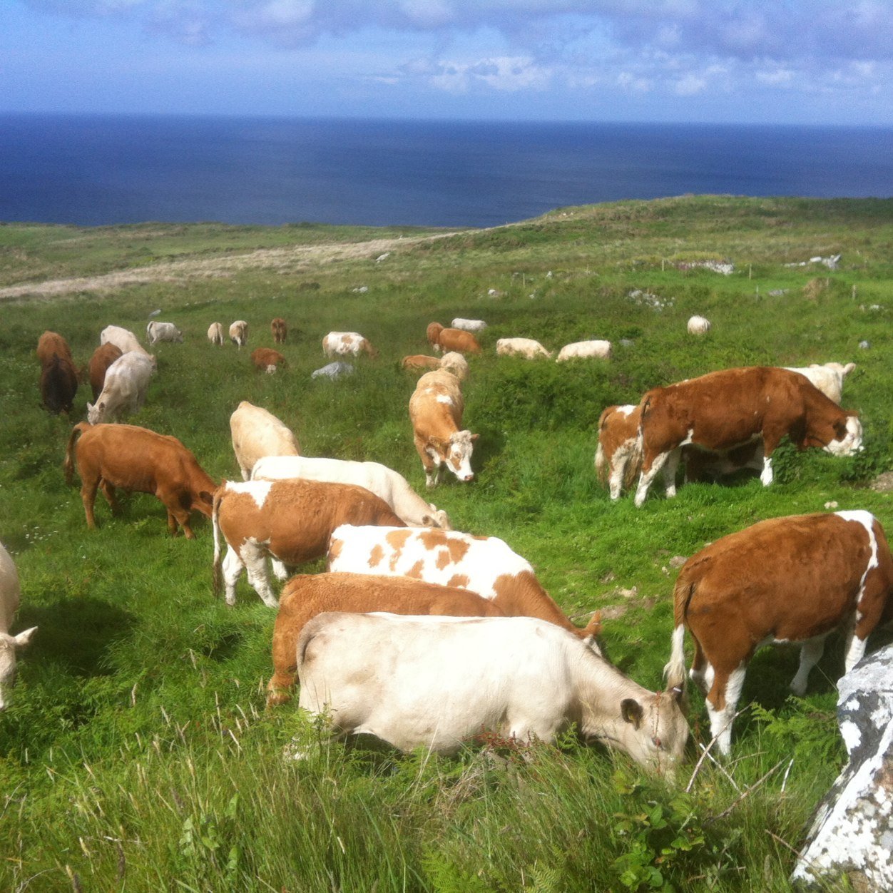 StIvesBeef's profile picture. The business has shut down indefinitely.  Sorry.