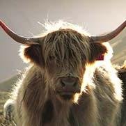 All comments expressed are the rantings of this 'auld wummin' or, as I prefer to put it - 'moosings by an old cow'!