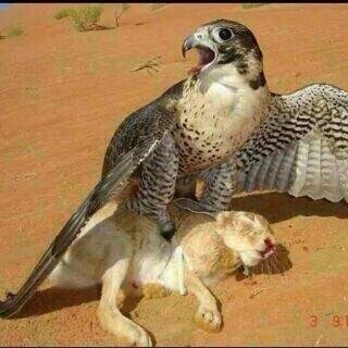 hoqwery's profile picture. 