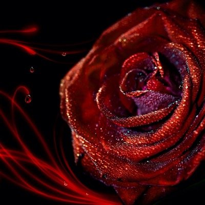 Blanches, rouges, rose et autres couleurs, les roses resteront les plus belle fleurs au monde.