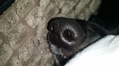 geekylocks's profile picture. FUNDRAISER AT MANCHESTER DOGS HOME