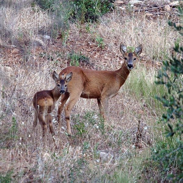 L'animo umano si diletta nel silenzio della natura, che si rivela solo a chi lo cerca [C. Chaplin]