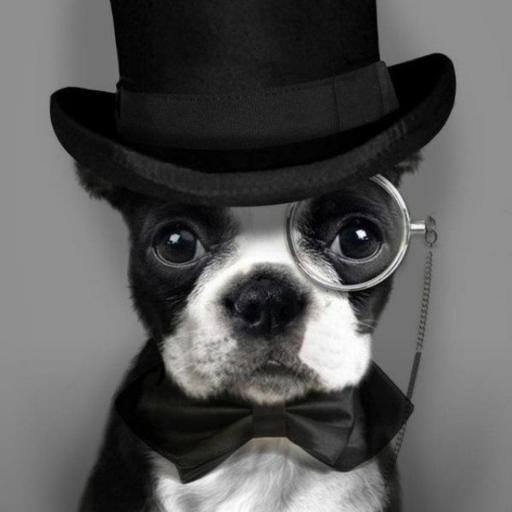 You can be anything you want to be, unless you want to be a cat. For kittens reading this, no, I don't mean you, you CAN be a cat
