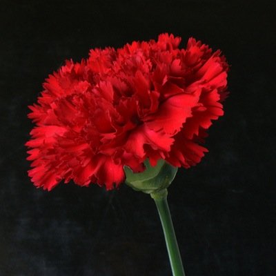 Sarituna's profile picture. Y Sevilla...