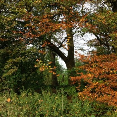 iainjwallace's profile picture. 