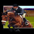 horsesale's profile picture. Olympic Equestrian Sales & Breeding