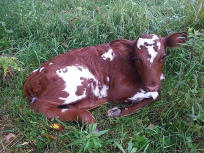 Milking Shorthorns, Holsteins and keeping bees near Dromore, ON.