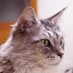 猫又 (@akubi_nekomata) Twitter profile photo 猫又 (@akubi_nekomata) Twitter profile photo