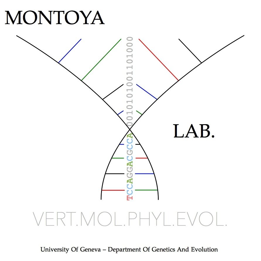 Which processes shape vertebrate evolution? How does biodiversity emerge?