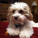 Chris Segal-Altier - @csegalaltier - Twitter