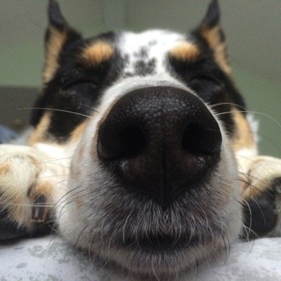 Hi! I'm Molly, furkid of @michele_502. RIP 12.3.16