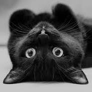 DaguilaLiane's profile picture. Amo The Sims, animais...