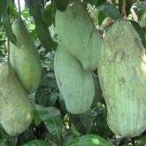 IG : @bibitunik menjual bibit tanaman buah unik