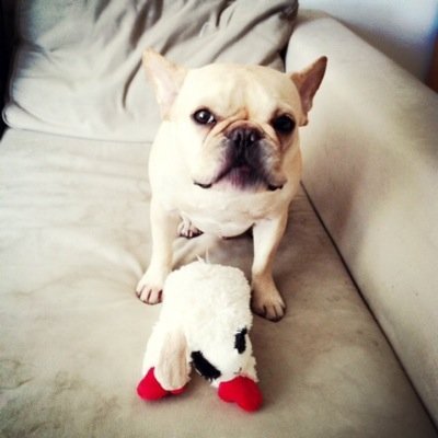 digbyoftheday's profile picture. Accounts of a French Bulldog napping, snoring, playing, farting, living and loving in New York City 365 days of the year.