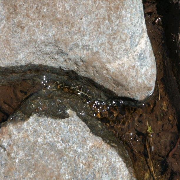 genihpd's profile picture. 