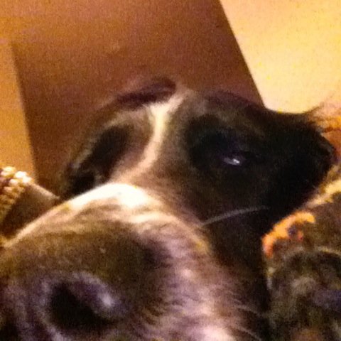 SpanielMusings's profile picture. I am a rather opinionated springer spaniel, mainly because of the nonsense I am surrounded by in my middle class suburb of surrey.  Dream of world peace & balls