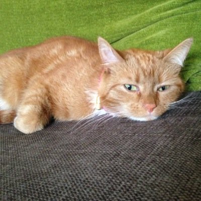 MECFSsurvivor's profile picture. 27 year old femle with ME/CFS and chronic pain - creative outlet for positives and venting frustrations of these illnesses!