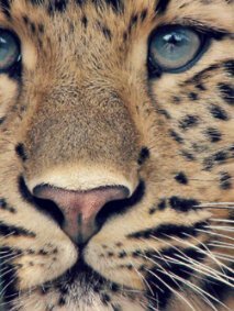 SchutteShania's profile picture. 