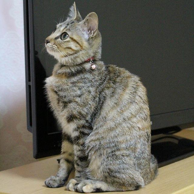 羽月 天さんのプロフィール画像