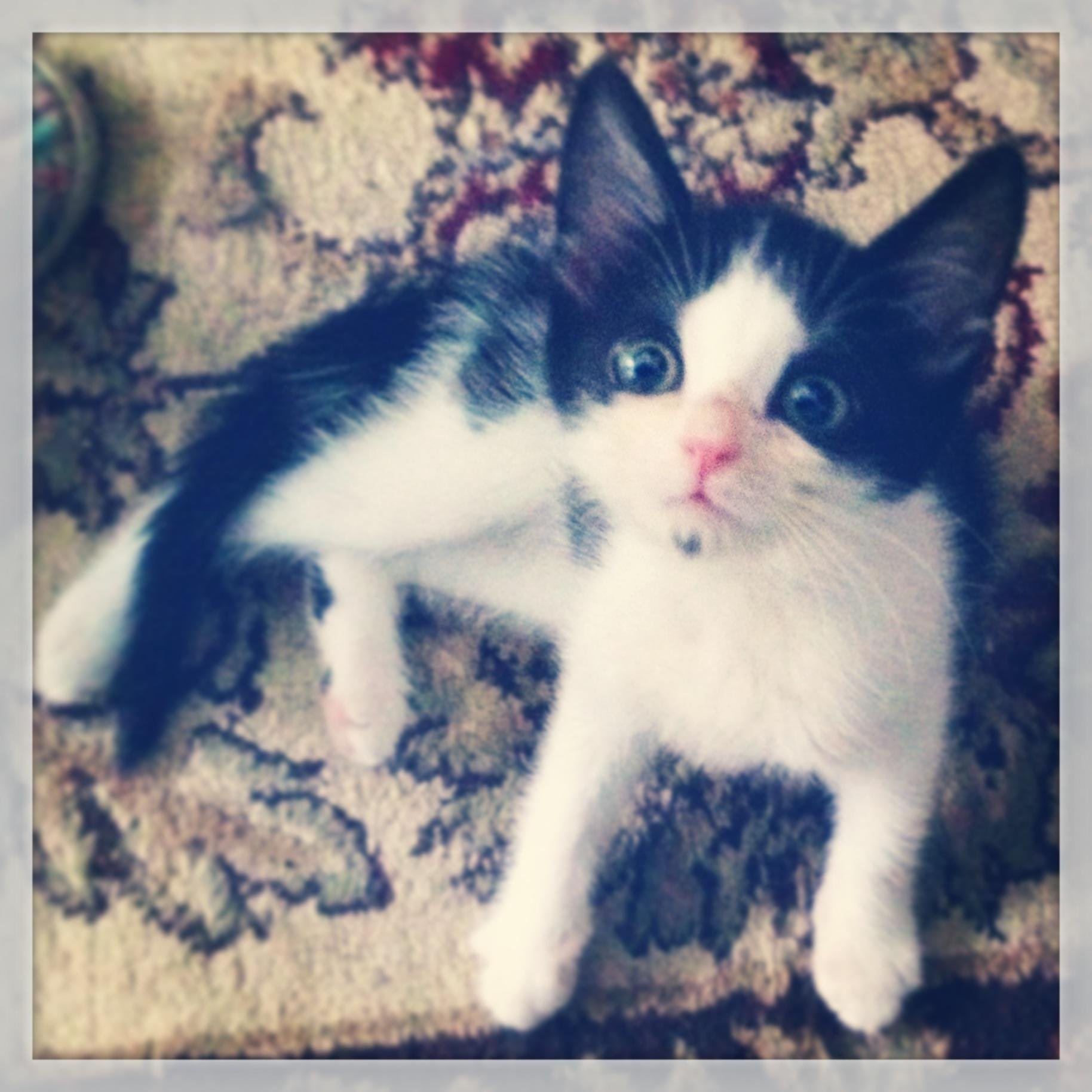 Gwyniffer3's profile picture. 