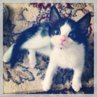 Christine (@gwyniffer3) 's Twitter Profile