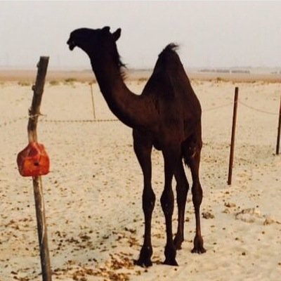لا تدور المردود من فعل الجميل افعل جميل الفعل وأرمۀ فالبحر الطيب يرجع لك بعد وقت طويل ولايضيع الطيبء لو شانء الدهر